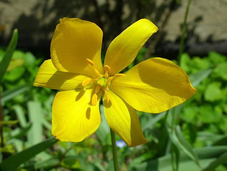 Tulipa sylvestris / Tulipano selvatico dei campi